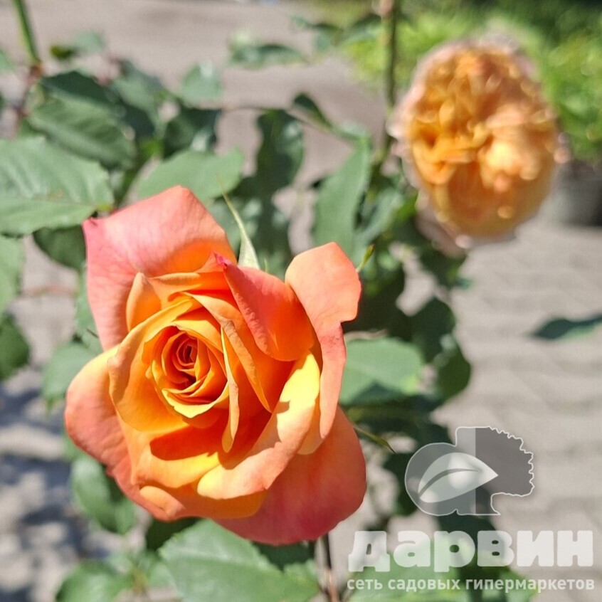 Роза кустовая Ла Вилла Котта v5 Lav 