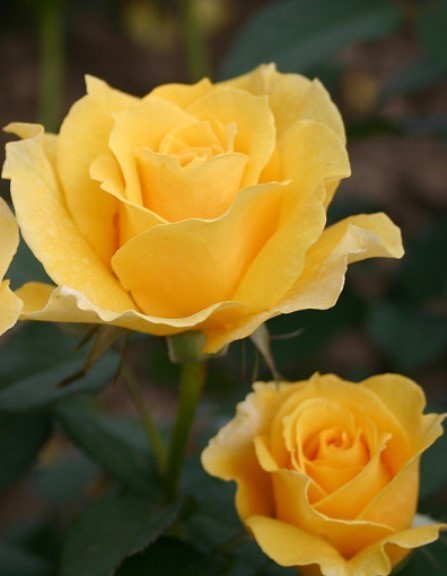 Роза флорибунда Голдстар в коробке AV 