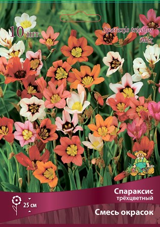 Клубень Спараксис трёхцветный Cмесь окрасок 5/+ 10шт Поиск 