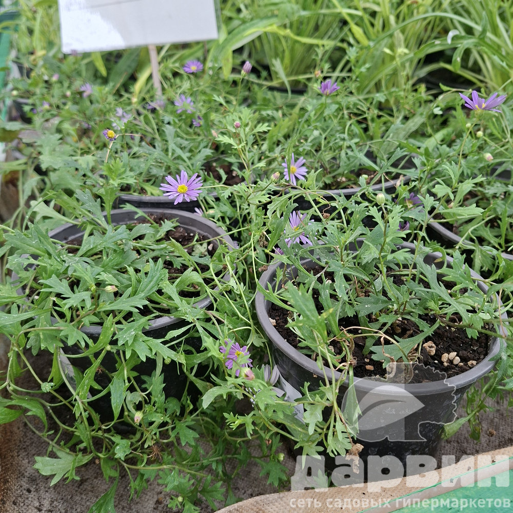 Брахикома d12 Tim 