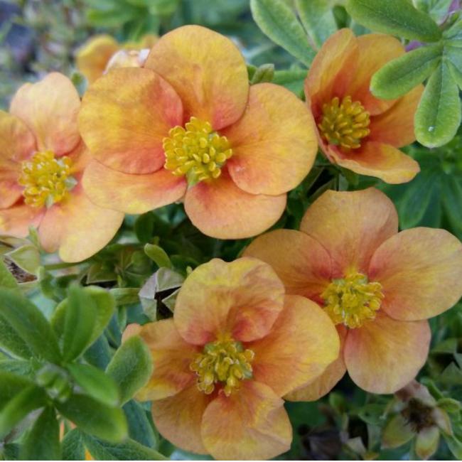 Лапчатка кустарниковая Белла Эппл v7,5 YP 