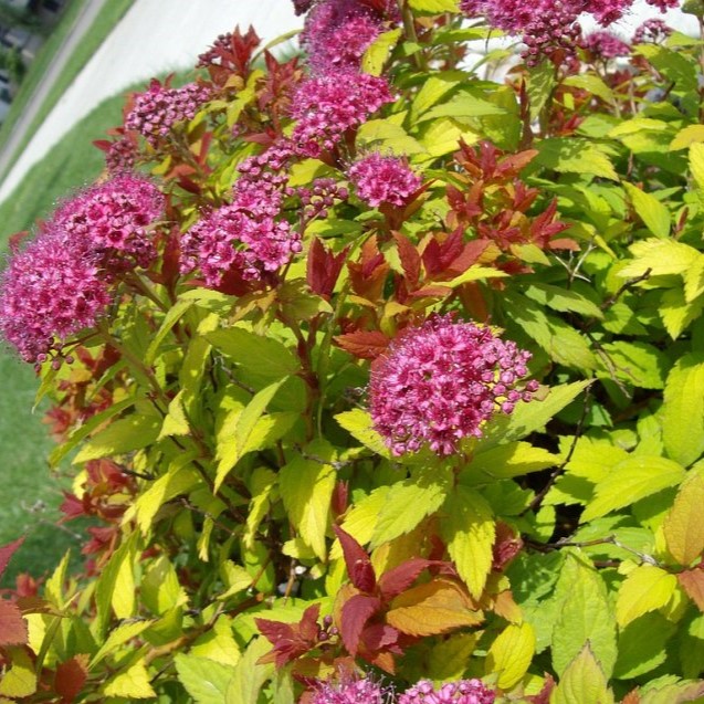 Спирея японская Вальбума / Меджик карпет v2 Lav 