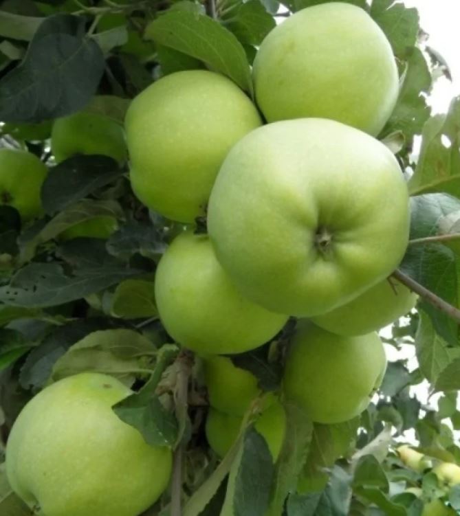 Яблоня Антоновка обыкновенная С7,5 100-140 ЦО 