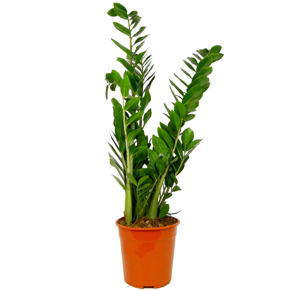 Замиокулькас Замифолия d27 h90 