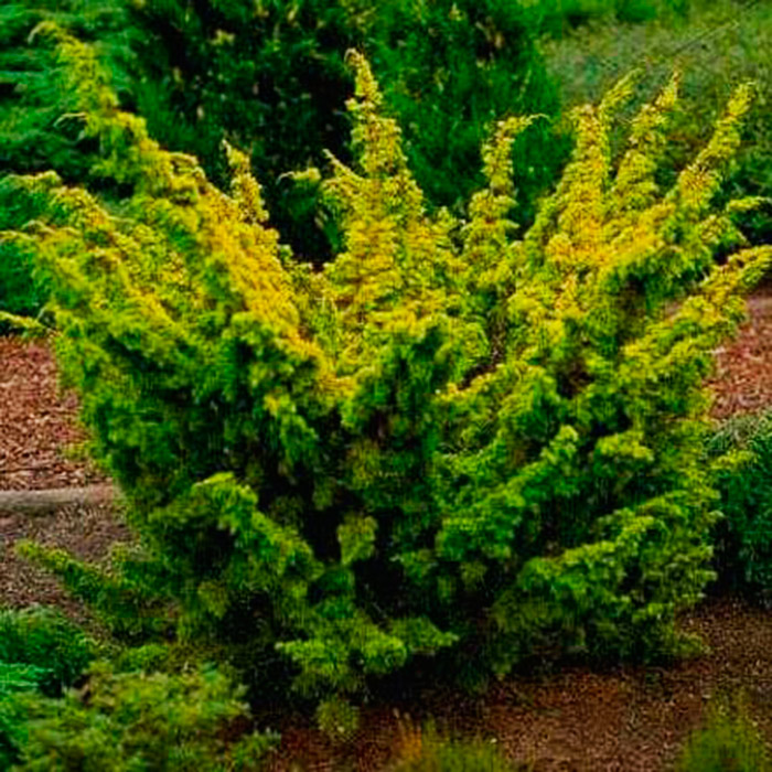 Растение можжевельник китайский Plumosa Aurea C10 40-60 Bor 2017 по цене  Растение можжевельник китайский Plumosa Aurea C10 40-60 Bor 2017