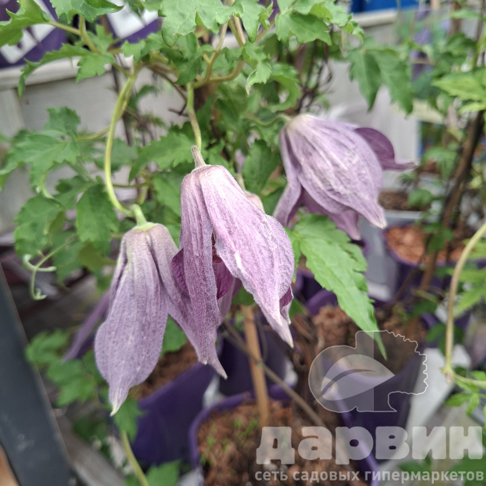 Клематис Виолет Лампион v2 CL 