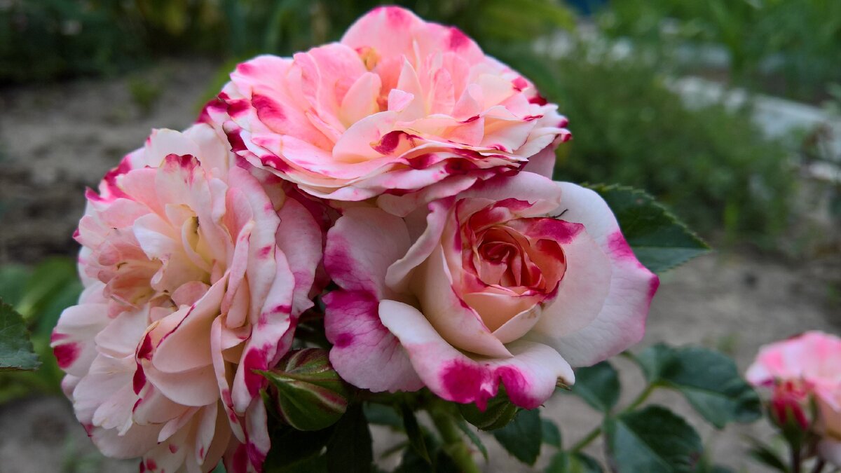 Роза кустовая Розенштадт Фрейзинг v2 Dem 