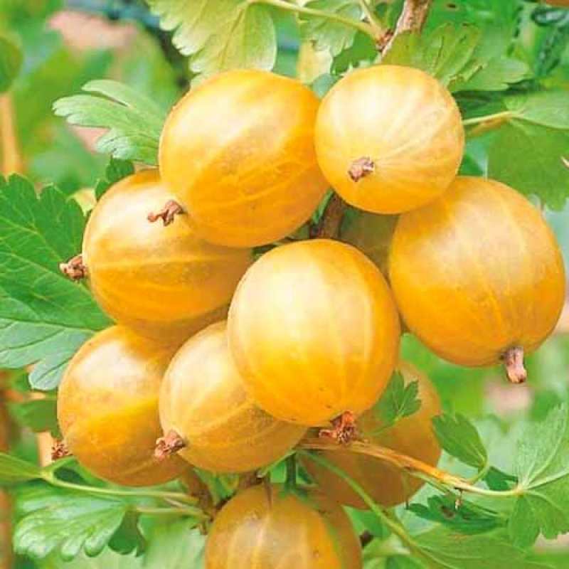 Крыжовник Русский желт v2 Tim 