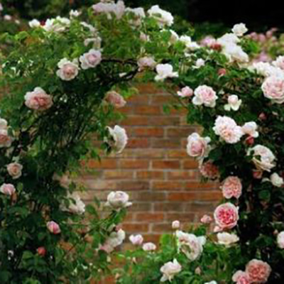 Роза плетистая в ассортименте V7 ETK 