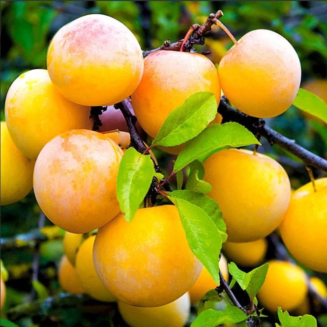 Слива Желтая самоплодная 3-х летка Tim 