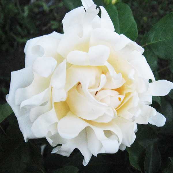 Роза флорибунда Раффлс Квин v5 Lav 