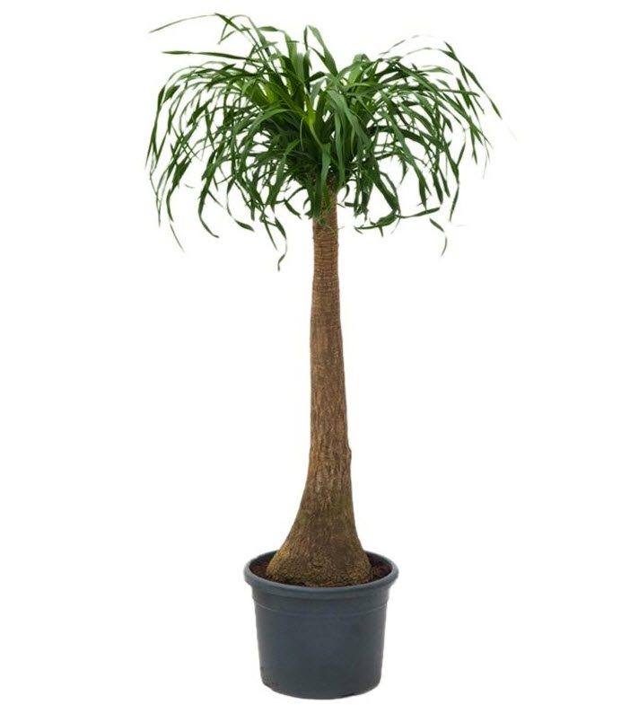 Нолина штамбовая d27 h110 