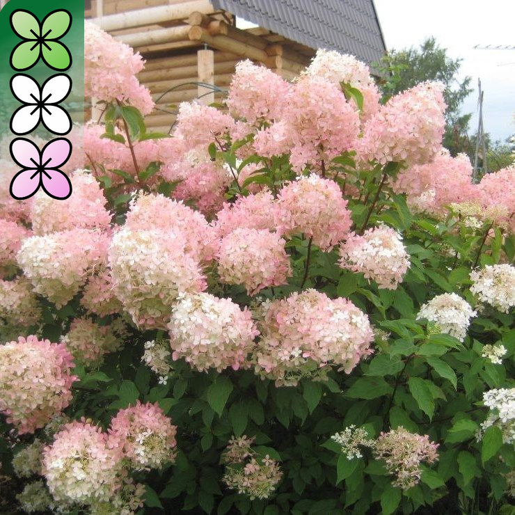 Гортензия метельчатая Фантом  с3 ЦО 