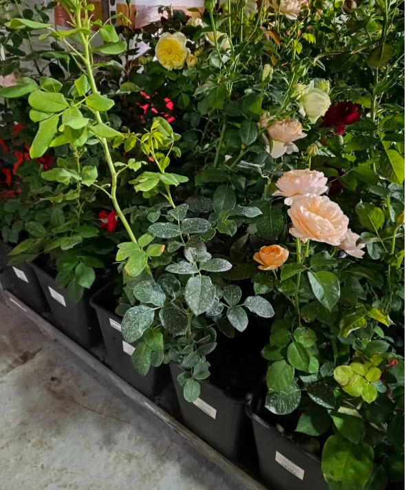 Роза английская в ассортименте С7 