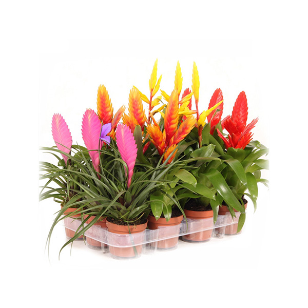 Вриезия микс d12 h45 