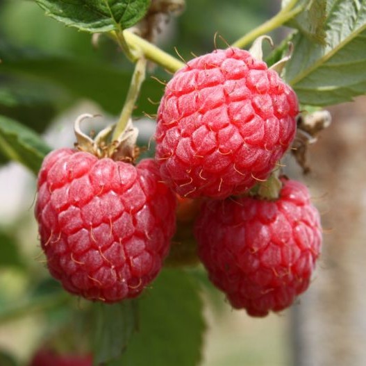 Малина Пересвет, красная v5 Tim по цене  Малина Пересвет, красная v5 Tim