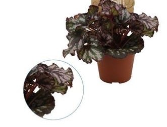 Бегония Рекс Кумбия (улитка) d8 h15 