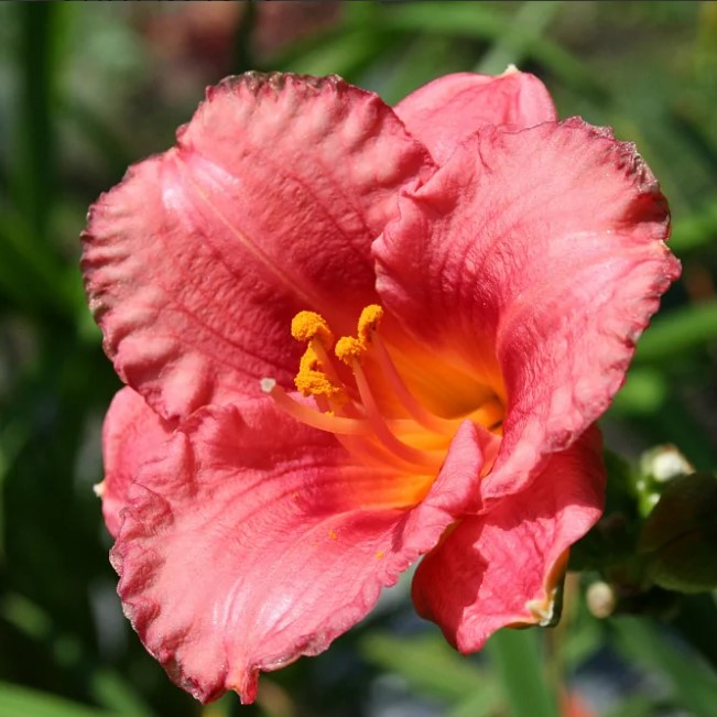 Лилейник Силоам Литл Гёрл v2 Tim 