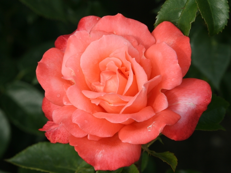 Роза чайно-гибридная Хамбургер Дирн v2 Dem 