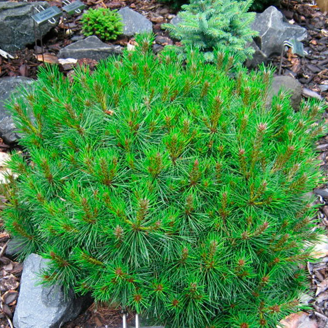 Растение сосна черная BAMBINO Gaelle Bregeon C5 20-30 UL 2017 