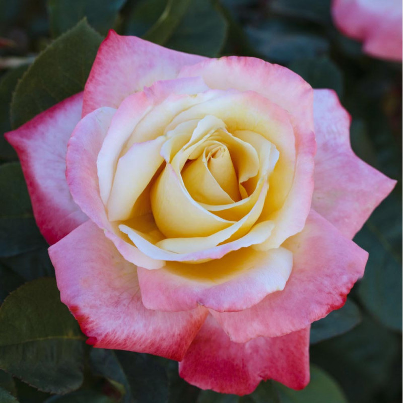 Роза чайно гибридная Летиция Каста в коробке AV 