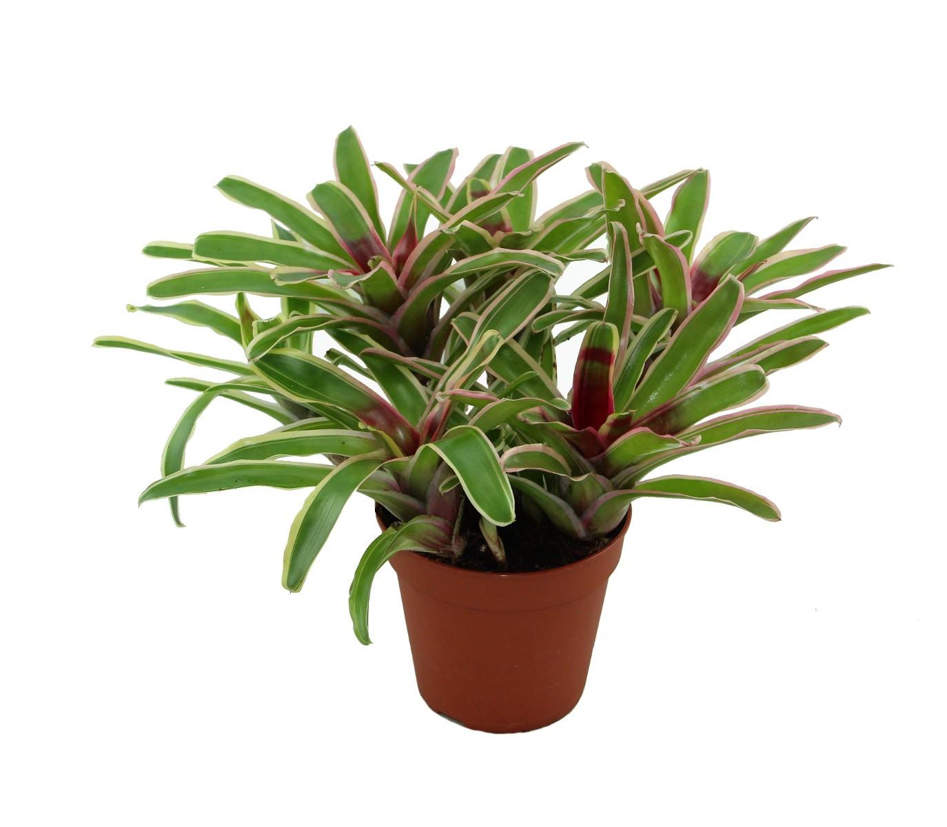 Нидуляриум d8-10 ХР 