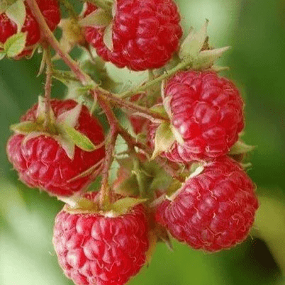 Малина красная Мишутка в коробке Tim 