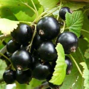 Смородина Августа черн v2 ЦО 