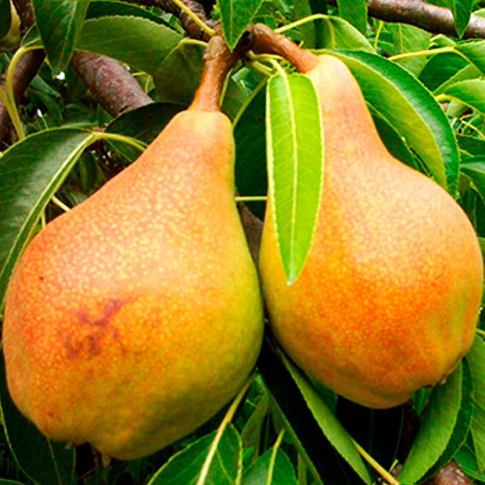 Груша Русская красавица 1-летка 