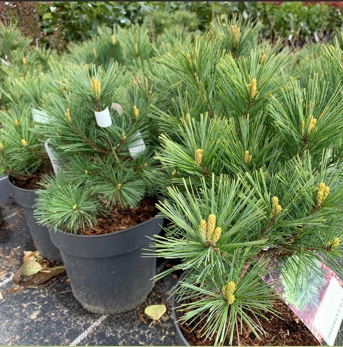 Сосна веймутова Бергманс Мини h 90 см на штамбе С5 Mt 