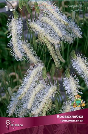 Корневище Кровохлебка тонколистная I 1шт Поиск 