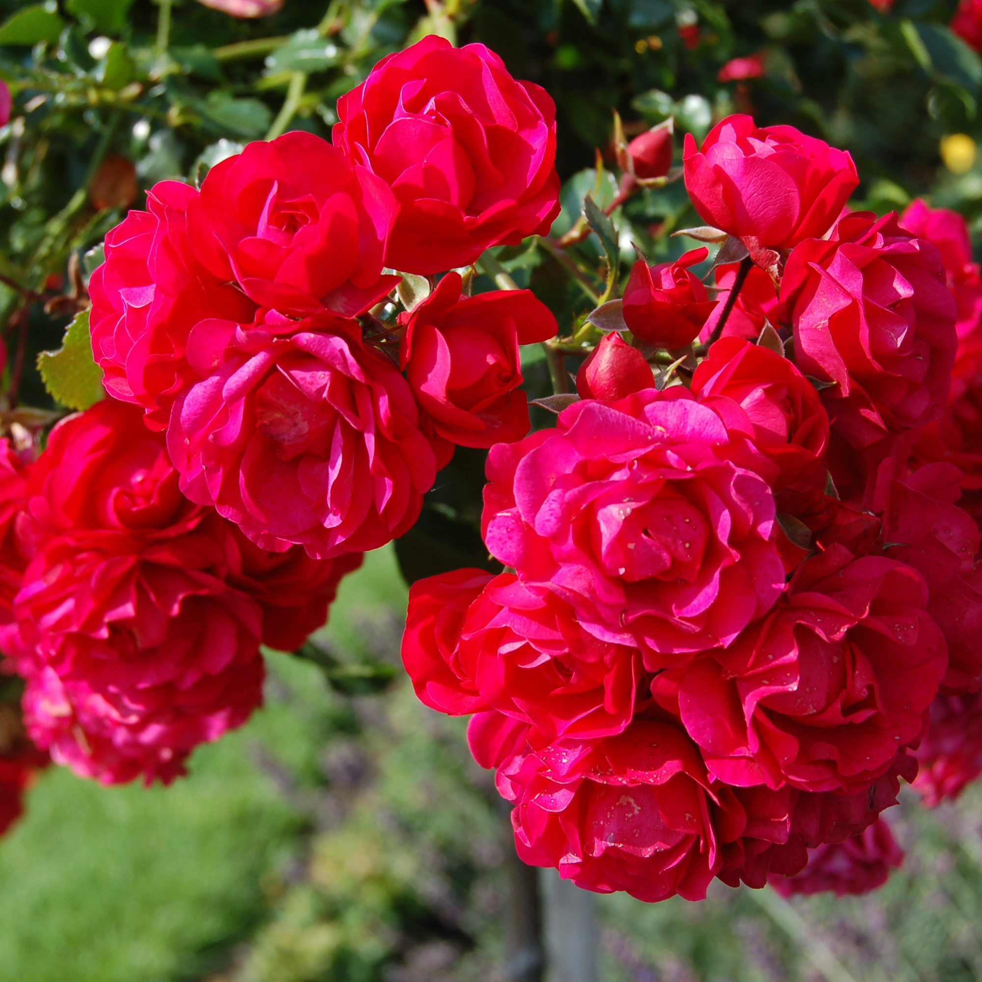 Роза флорибунда в ассортименте V4 