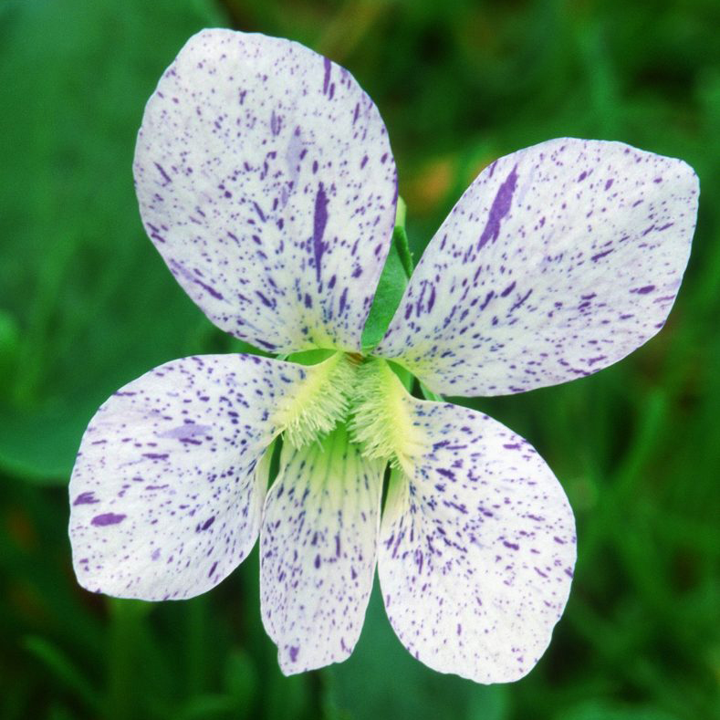 Виола сестринска Фреклес р9 Sw 