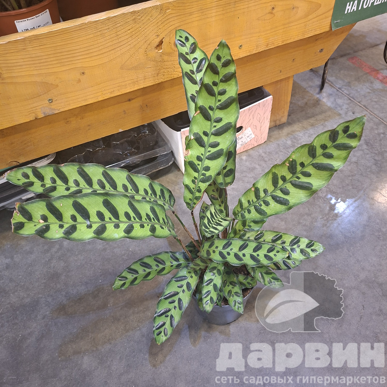 Калатея микс d14 h50 