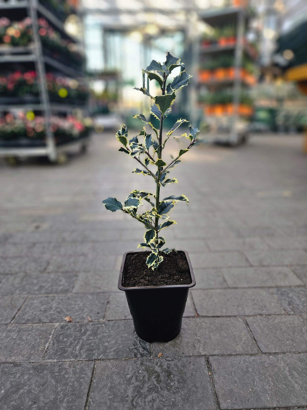 Падуб остролистный Аргентеа Маргината v2 Lav 