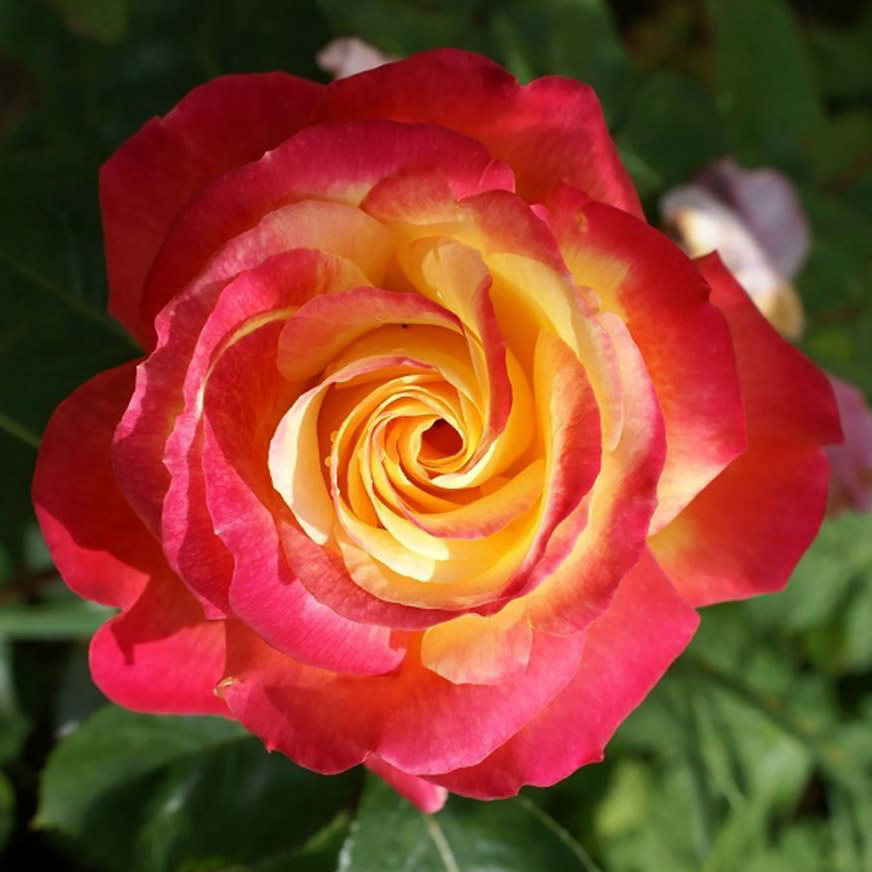Роза чайно-гибридная ПУЛЬМАН ОРИЕНТ ЭКСПРЕСС v7 Fr 