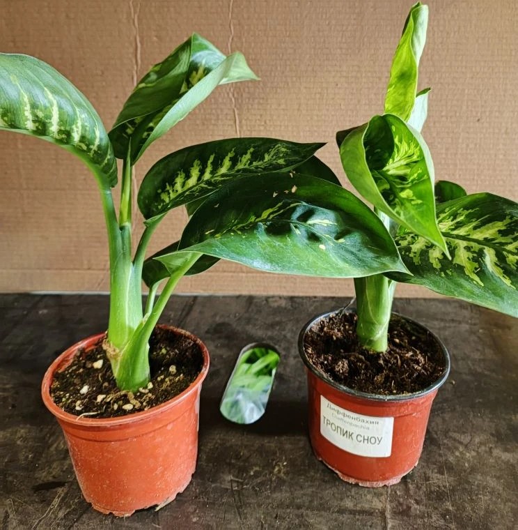 Диффенбахия Тропик сноу d12 ХР 