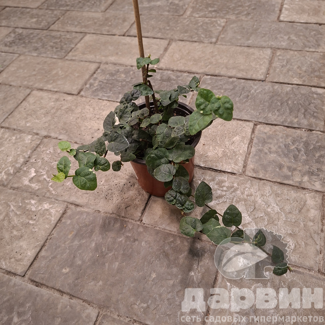 Фикус пумила д12 тим marked