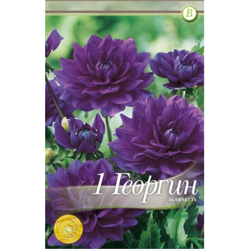 Клубень Георгина бордюрного Блюсетт I 1шт 