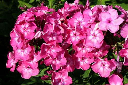 Флокс метельчатый "Евгения" P9 ЕТК 