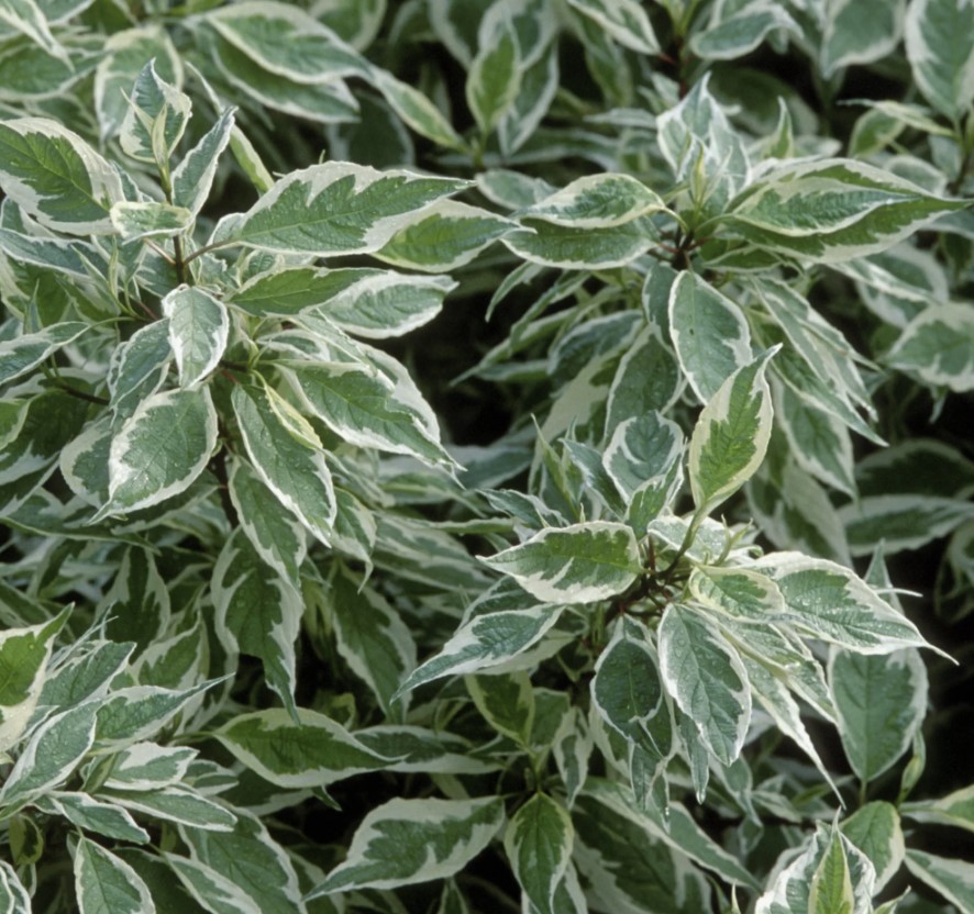 Дерен белый Айвори Хало С3 ЦО 