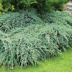 Можжевельник чешуйчатый "Блю Карпет" 40-60см с7,5 