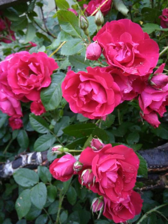 Роза корнесобственная v2 Tim 