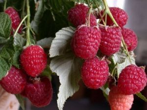 Малина Дельбар Манифик красн v2 Tim 