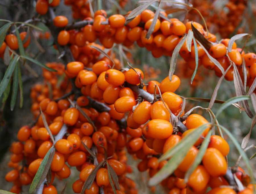 Облепиха Превосходная c3 h20-40 ЦО 