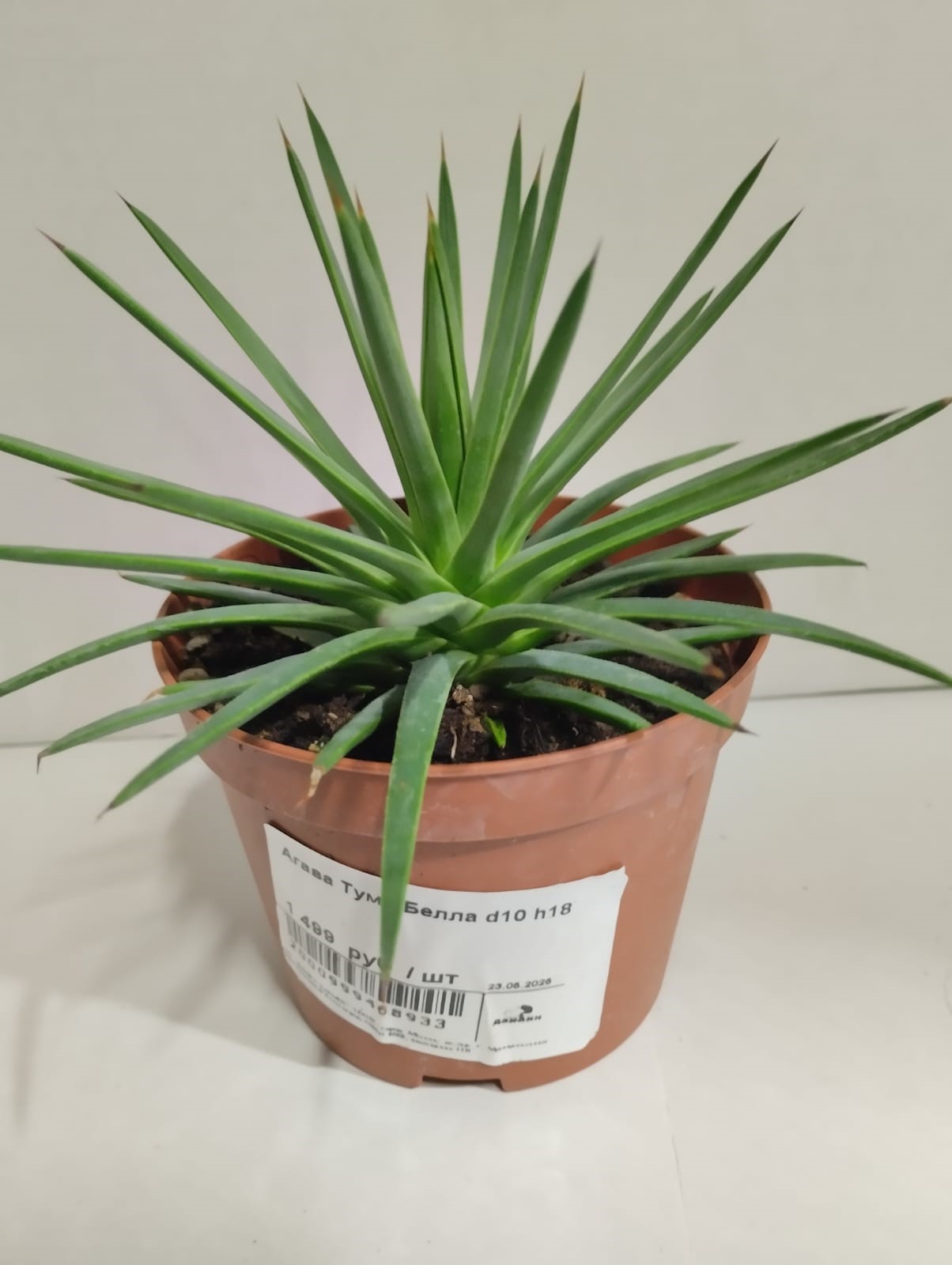 Агава Туми Белла d10 h18 