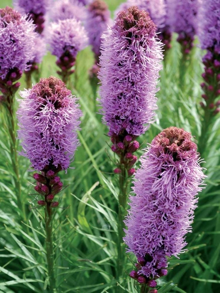 Лиатрис v1,5 Push 