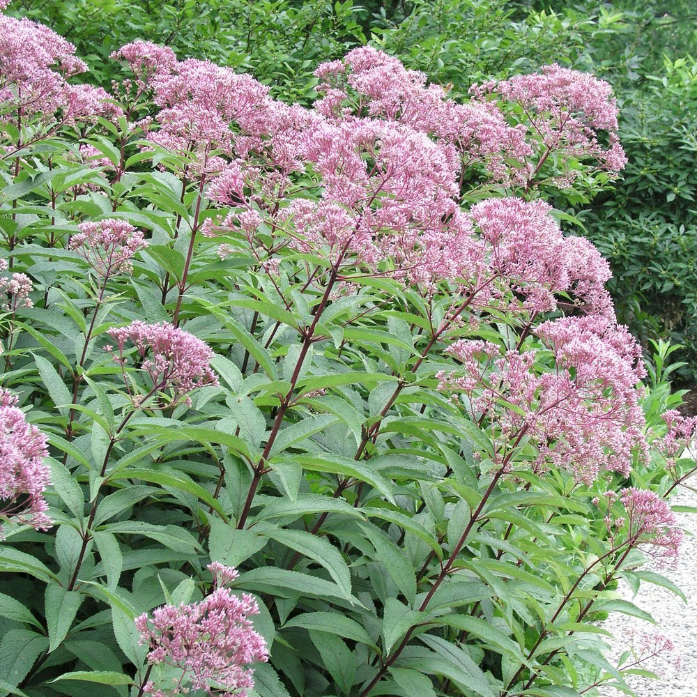 Посконник пятнистый Атропурпуреум v2 Tim 