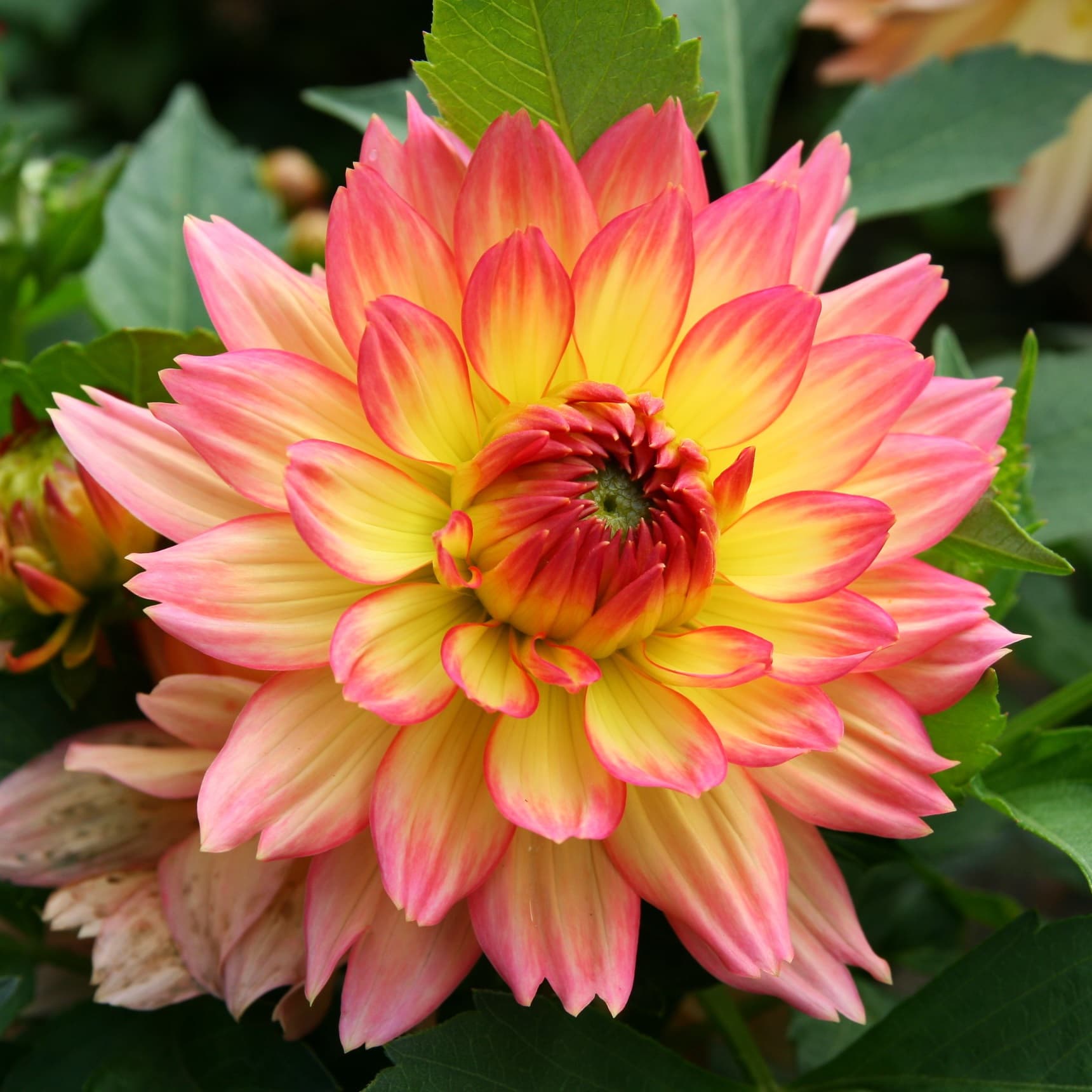 Клубень Георгина Грейс Ленд (I), 1шт/уп 