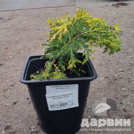 Можжевельник средний Кинг оф Спринг v2 Lav по цене  Можжевельник средний Кинг оф Спринг v2 Lav